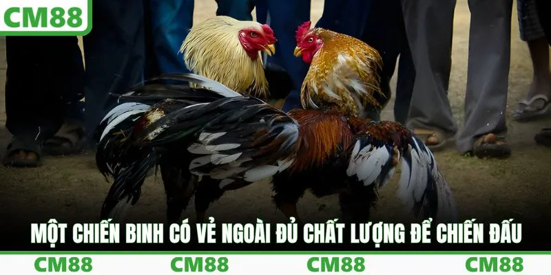 Một chiến binh có vẻ ngoài đủ chất lượng để chiến đấu